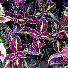 Мелодия Тай колеус КСР