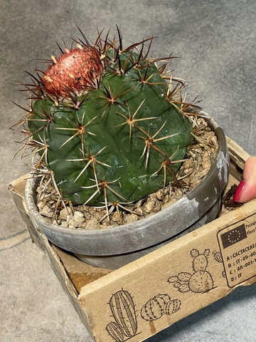 Мелокактус Курвиспинус Каезиус в Керамике d15