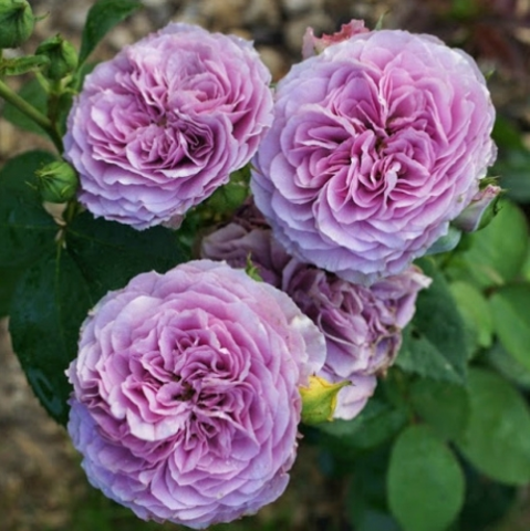 Лавендер Айс (Rosa Lavender Ice)