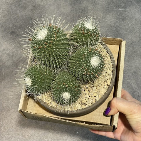 Маммиллярия Спинозиссима Ун Пико в керамике d15