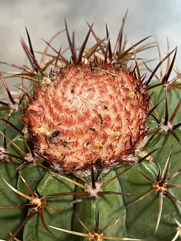 Мелокактус Курвиспинус Каезиус в Керамике d15