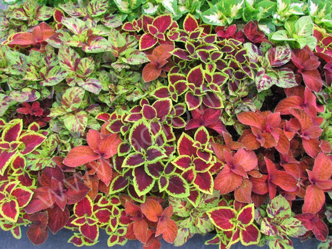 Колеус Визард Микс Селект