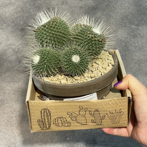 Маммиллярия Спинозиссима Ун Пико в керамике d15