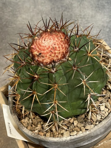 Мелокактус Курвиспинус Каезиус в Керамике d15