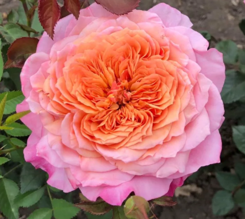 Роза шраб Мияби