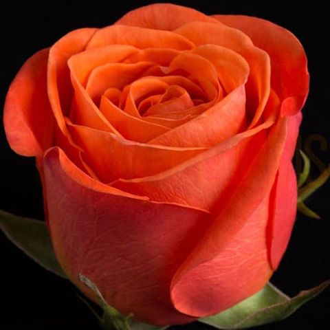 Роза чайно-гибридная Оранж Краш 