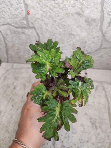 Green Tea Тай колеус