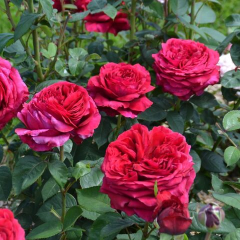 Ля Роз де Катрэ Вен((La Rose des 4 Vents))