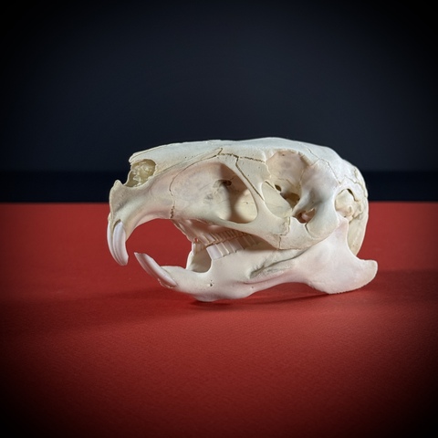 Череп капибары