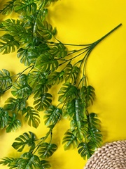 Зелень Монстеры ампельной, свисающая зелень, евро пластик, 72 см, набор 2 шт.