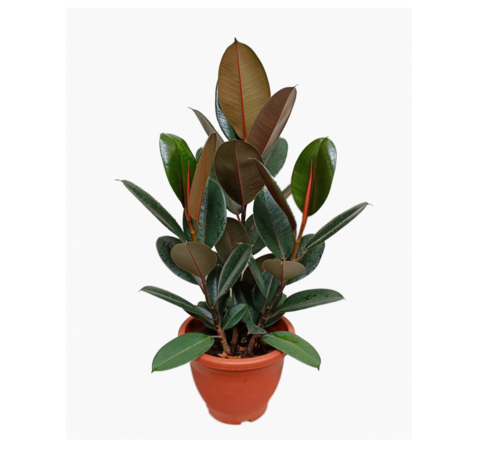 Фикус Эластика (MIX)