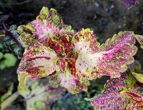 Лазурит колеус КСР