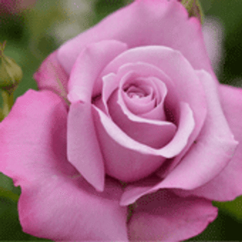Роза чайно-гибридная Шарль де Голь 