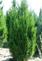 Можжевельник китайский Монарх (Juniperus chinensis Monarch) - описание и фото растения