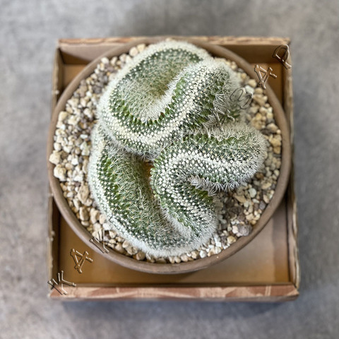 Маммиллярия Спинозиссима Пилкаензис Кристата в Керамике d17