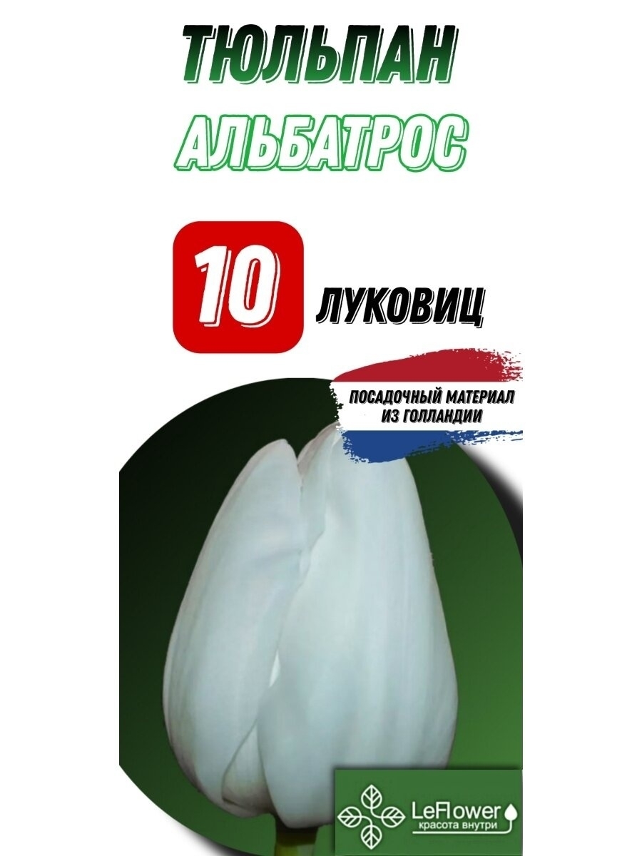 Луковицы Из Голландии Купить Оптом