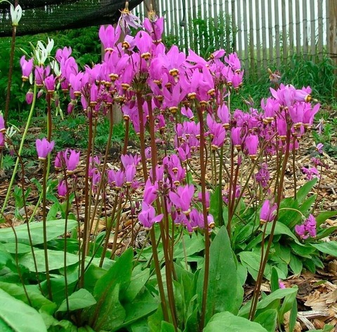 Додекатеон 