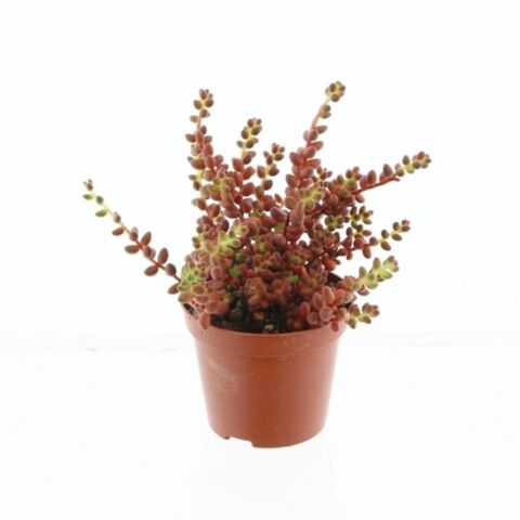 Седум (очиток)