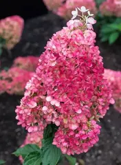 Строуберри Блоссом (Strawberry Blossom)