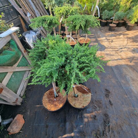 Можжевельник обыкновенный Гринмантл | Juniperus communis Greenmantle 60 см на штамбе (С10)