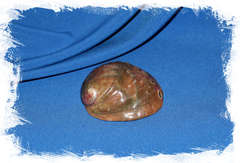 Галиотис полированный, 10-12см, 1шт