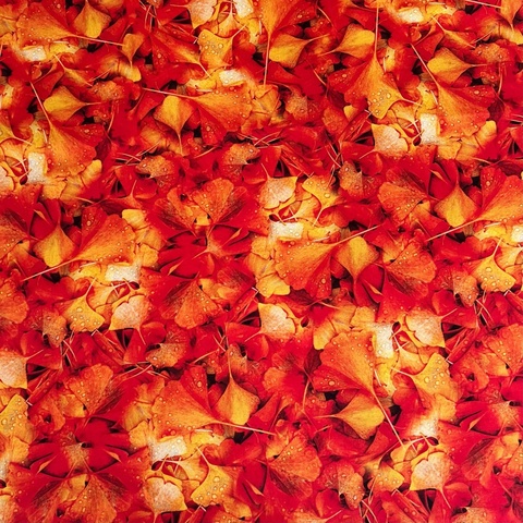 ГИНКГО, РОСА, ОСЕНЬ - 100% хлопок