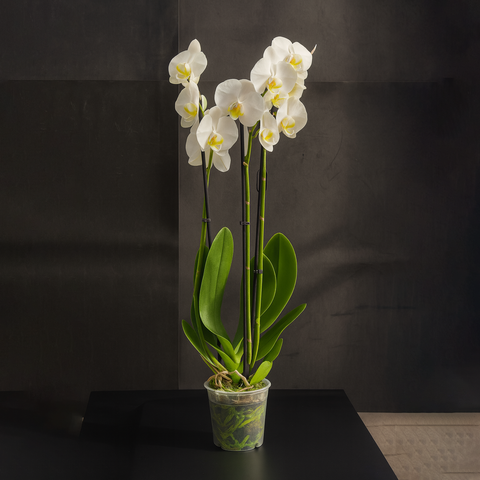 Орхидея Фаленопсис белая