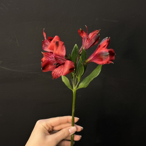 Альстромерия алая 80 см | 1 шт