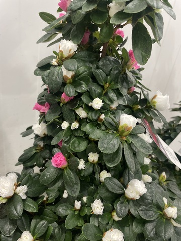 Азалия Пирамидальная  микс