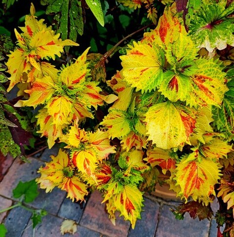 Николь Тай колеус КСР