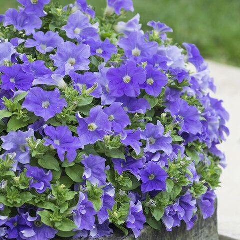 32515 Петуния Fanfare® Blue (Весна 2026)