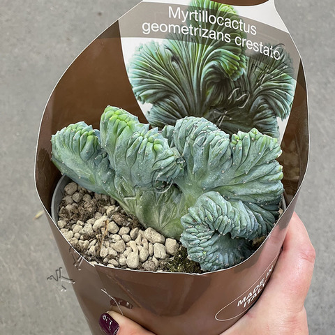 Миртиллокактус Геометризанс Кристата d15