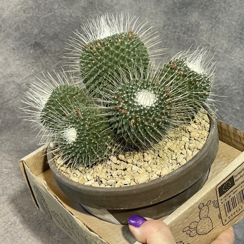 Маммиллярия Спинозиссима Ун Пико в керамике d15