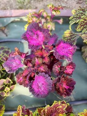 Июльская роза UO колеус