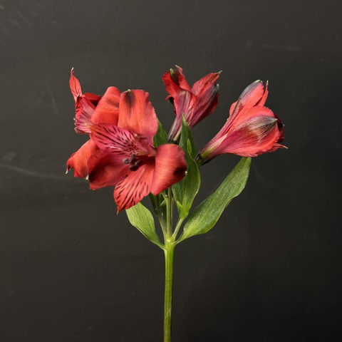 Альстромерия алая 80 см | 1 шт