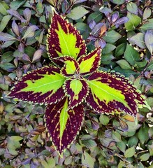 Мелодия Тай колеус КСР