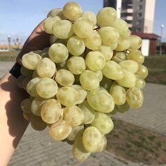 Виноград Тайфи