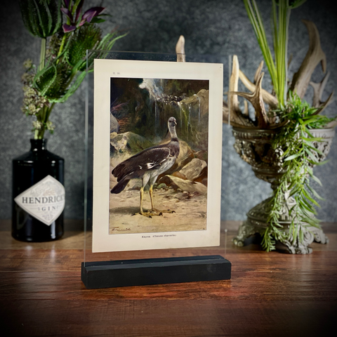 Хромолитография «Хауна»