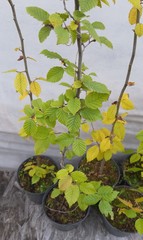 Teofrast Граб березолистный carpinus betulus