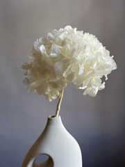 Гортензия макрофила стабилизированная белая