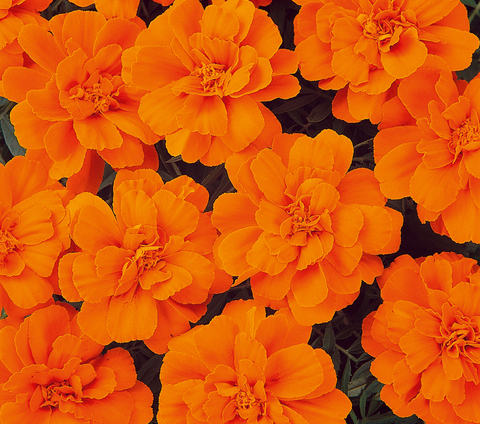 S1716 Бархатцы откланеные Durango Tangerine 10шт.