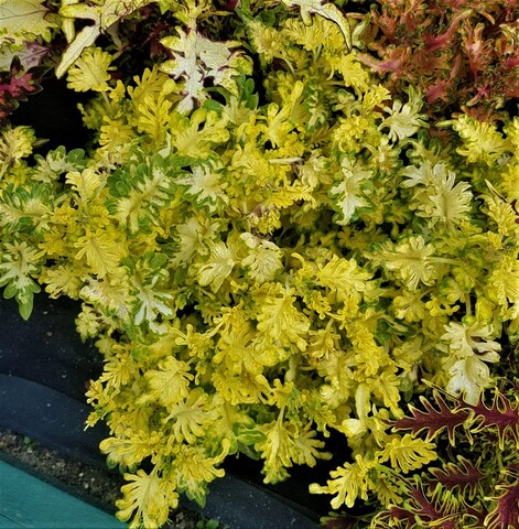 Луноликая LO колеус КСР