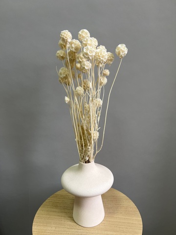 Скабиоза кустовая белая