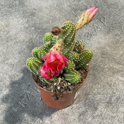 Хамецереус Серайз d8