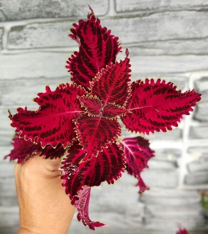 Вишенка на торте АГ колеус