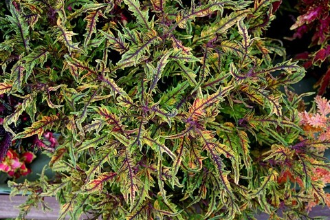 МаджестикТай колеус КСР