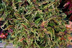 МаджестикТай колеус КСР