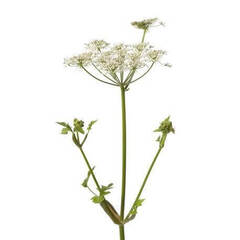 Эфирное масло Дягиля (Angelica) - 5 мл. Compagnie des Sens