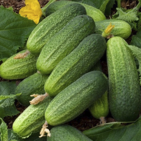 Огурец 