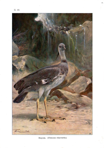 Хромолитография «Хауна»